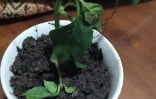 Plantar Pimenta por Galho – Como Enraizar Estacas de Pimenteira