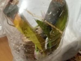 Orquídea Morrendo no Tronco de Pitangueira – Salvar Colocando na UTI