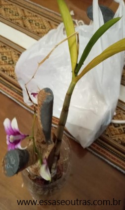 como-recuperar-orquídea-morrendo-orquíde-morrendo-no-toco-de-madeira-o-que-fazer-