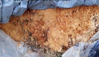 Quando Usar Serragem na Horta – Como Preparar e plantar, Perigos