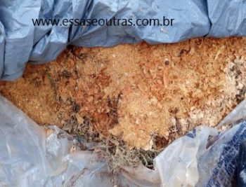 Quando Usar Serragem na Horta – Como Preparar e plantar, Perigos