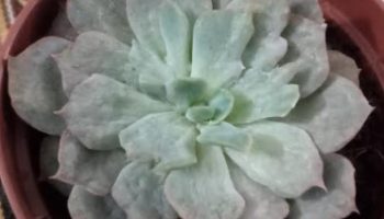 Echeveria Baron Bold – Suculenta com Folhas com Rugas – Foto da Muda