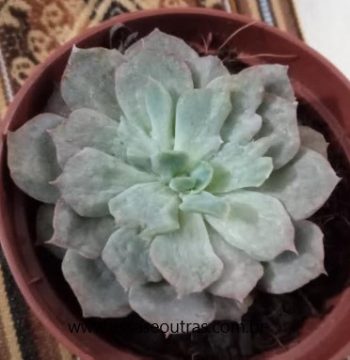 Echeveria Baron Bold – Suculenta com Folhas com Rugas – Foto da Muda