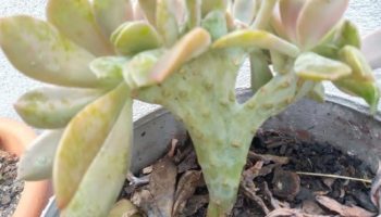 Echeveria Gilva cristata – Suculenta Cristata – O Que É e Cuidados