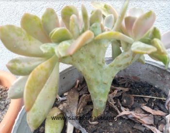 Echeveria Gilva cristata – Suculenta Cristata – O Que É e Cuidados