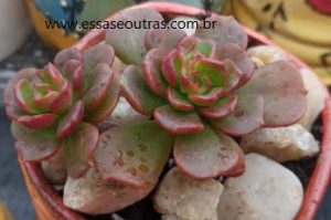 muda-da-echeveria-multicaulis-rosa-de-cobre-