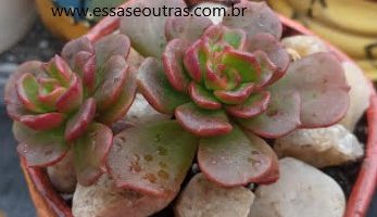 Rosa de Cobre – Echeveria Multicaulis Cobre Rose – Foto da Muda