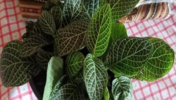 Planta Mosaico – Fittonia Albivenisn, Foto da Muda e Como Cuidar
