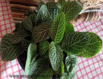 Planta Mosaico – Fittonia Albivenisn, Foto da Muda e Como Cuidar