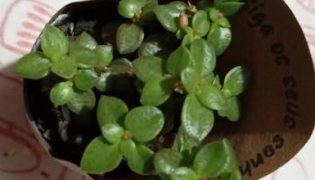 Suculenta Colchão de Noiva – Crassula Volkensii  – Foto da Muda