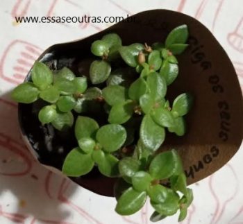 Suculenta Colchão de Noiva – Crassula Volkensii  – Foto da Muda