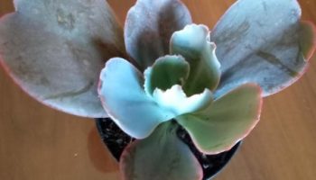 Suculenta Grande – Como Cultivar Echeveria Gigantea Rose & Purpus