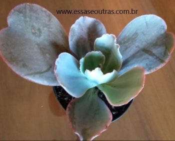Suculenta Grande – Como Cultivar Echeveria Gigantea Rose & Purpus