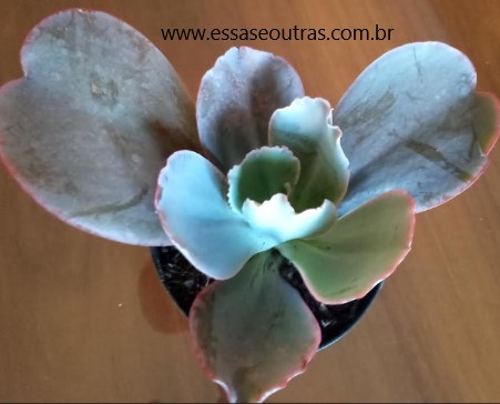 foto-da-muda-echeveria-gigantea-suculenta-grande-