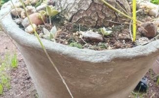 Como Colar Vaso de Cimento Quebrado Reaproveitar Vaso que Quebrou