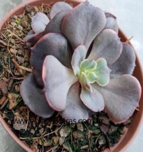 echeveria-painted-frills-suculenta