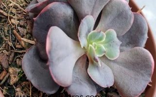Echeveria Painted Frills – Foto da Muda, Como Cuidar Suculenta Hibrida