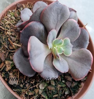 echeveria-painted-frills-suculenta