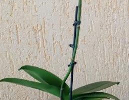Mini Orquídea na Brita – Como Cuidar e Plantar Phalaenopsis Mini