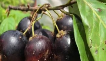 Abiu Negro – Nova Fruta Descoberta – Foto do Abiu e Vitaminas