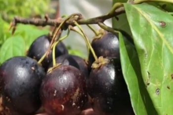 Abiu Negro – Nova Fruta Descoberta – Foto do Abiu e Vitaminas