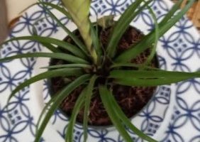 Bromélia Tillandsia Cyanea – Como Cultivar Bromélia e Floração