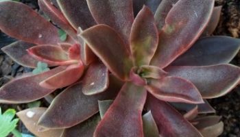 Echeveria Serrana? – Foto da Suculenta, Como Cuidar e Fazer Muda