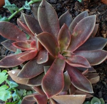 Echeveria Serrana? – Foto da Suculenta, Como Cuidar e Fazer Muda