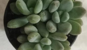 Pachyphytum Fittkaui – Foto da Muda e Como Cuidar e Substrato