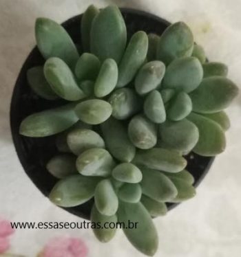 Pachyphytum Fittkaui – Foto da Muda e Como Cuidar e Substrato