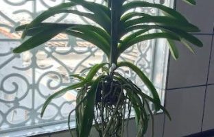 Cultivar Orquídea Vanda Curiosidades e Como Cuidar, Rega e Sol