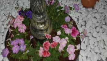 Como Cultivar Petúnia – Foto da Muda e Como Cuidar da Planta Pendente