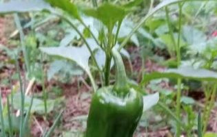 Cultivar Pimentão em Vaso Rega, Adubo, Sol e Terra para Plantar