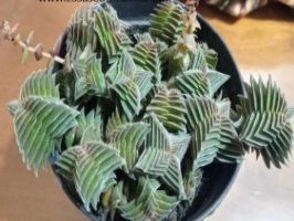 Crassula Pagoda – Dente de Tubarão – Crassula Capitella Thyrsiflora
