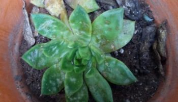Echeveria Agavoides Red Tips – Foto da Muda e Como Cuidar Apodrecer