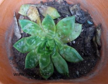 Echeveria Agavoides Red Tips – Foto da Muda e Como Cuidar Apodrecer