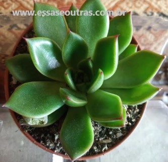 suculenta-echeveria-agavoides-foto-da-muda-