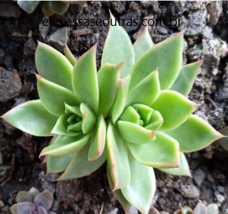 echeveria-agavoides-que-queimou-no-sol