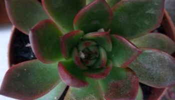 Echeveria Agavoides Frank Reinelt Folhas Vinho – Foto da Muda, Cuidados