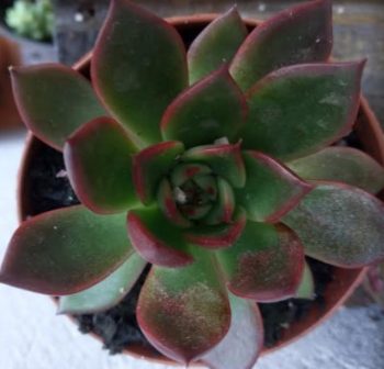 Echeveria Agavoides Frank Reinelt Folhas Vinho – Foto da Muda, Cuidados