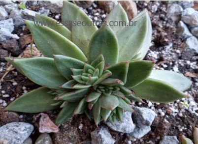 echeveria-agavoides-apodreceu-metade-e-soltou-mudas-