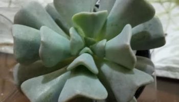 Echeveria Cubic Frost – Foto da Muda e Como Cuidar da Suculenta