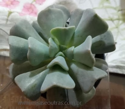 echeveria-cubic-frost-suculenta-redonda-foto-