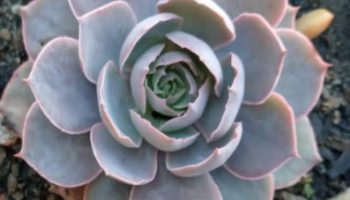Echeveria Morning Light – Suculenta Folhas Rosa Prateada Foto da Muda