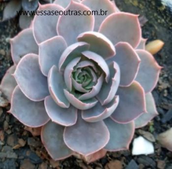Echeveria Morning Light – Suculenta Folhas Rosa Prateada Foto da Muda