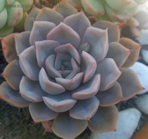 suculenta-echeveria-orion-foto-da-muda-