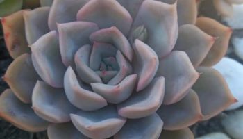 Echeveria Orion – Foto da Muda da suculenta de Folhas Alaranjadas