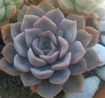Echeveria Orion – Foto da Muda da suculenta de Folhas Alaranjadas