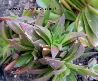 crassula-campfire-folhas-de-suculenta-roídas-