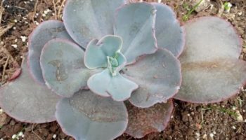 Folhas de Suculentas Roídas Manchas Brancas Fungos Praga? Cuidados